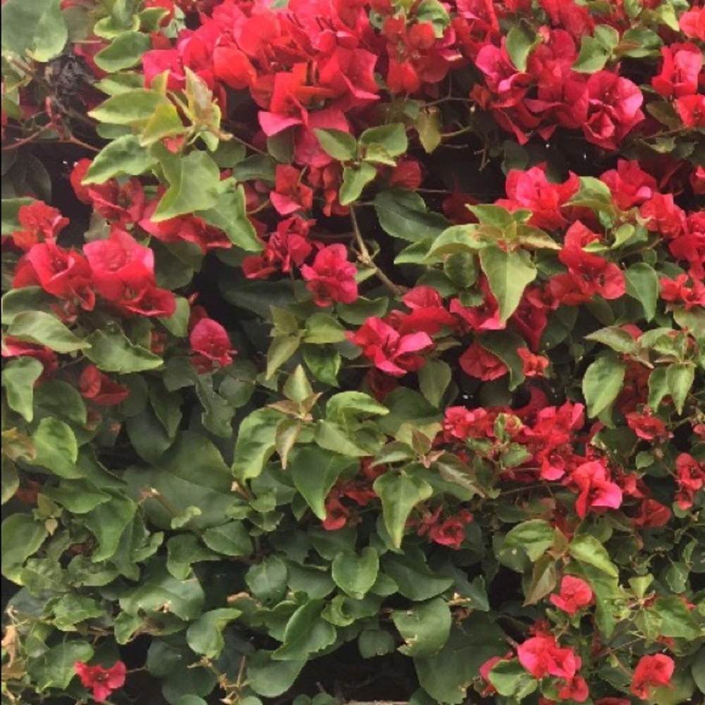 Meet your Posher, Yesi